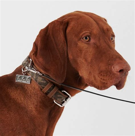 fendi dog leash and collar|luxury pet dog collar leather.